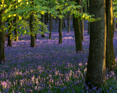 Ashridge Estate