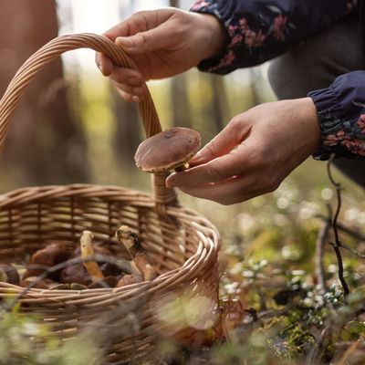 A Beginner’s Guide To Foraging 