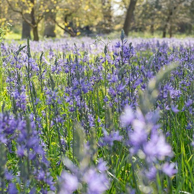 Wanstead Park, Epping Forest