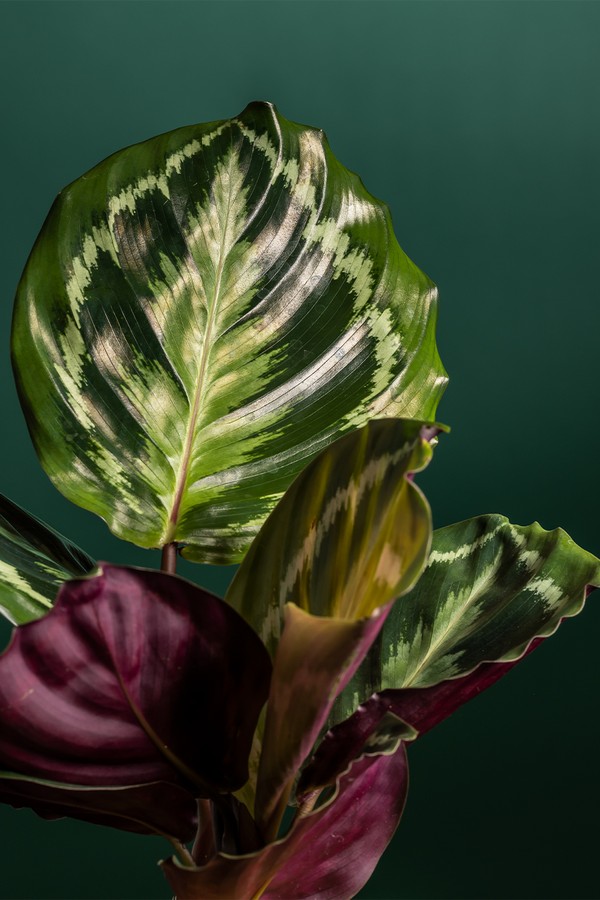 Medium Calathea in Ceramic Pot