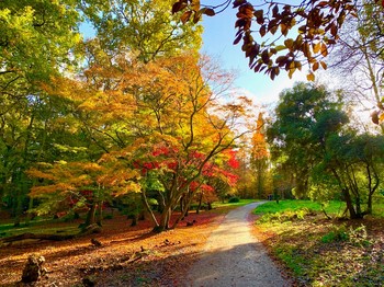 Winkworth Arboretum, Surrey