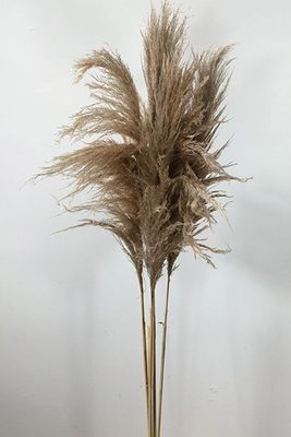 Dried Pampas Grass from Barn Florist