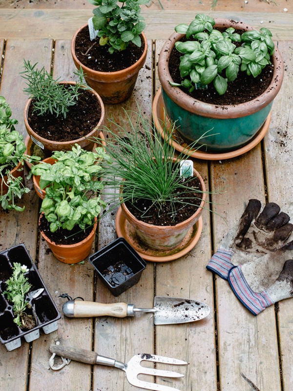 Where To Buy Garden Plants Online 