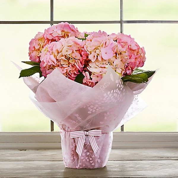 Gift Wrapped Pink Hydrangea