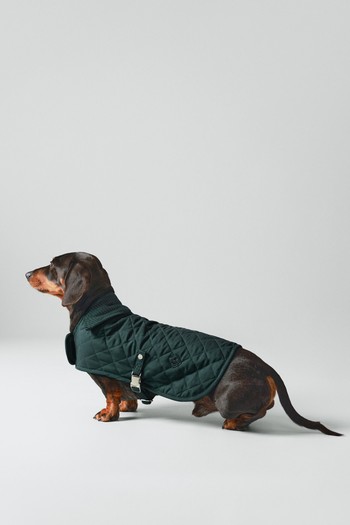 Quilted Dog Jacket from Hackett