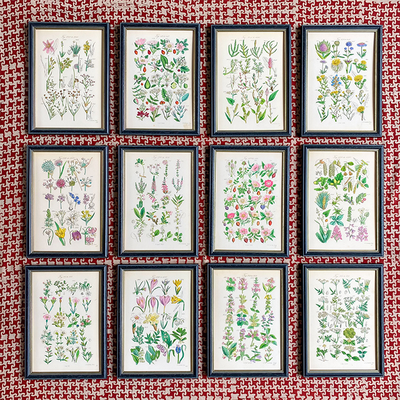 British Wild Flowers - Set Of 12