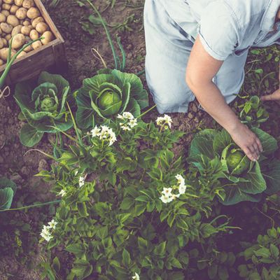 How To Grow A Vegetable Patch