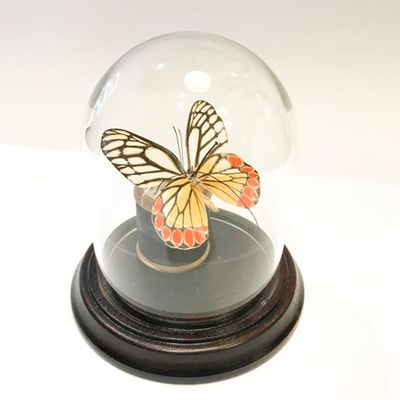 Vintage Glass Dome with Preserved Butterfly from Trouva
