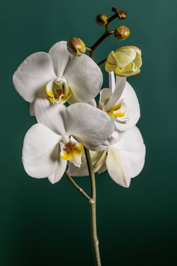Phalaenopsis Orchid in Ceramic Pot