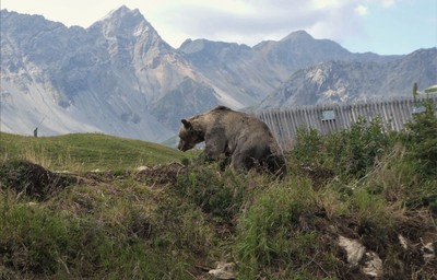 Arosa Bear Sanctuary