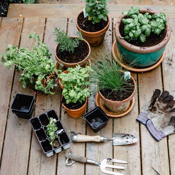 Where To Buy Garden Plants Online 