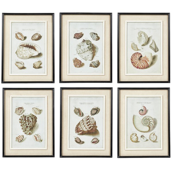Seashell Framed Prints from Oka