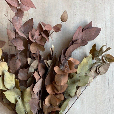 Preserved Eucalyptus Bunch - Autumnal from Blume Studio