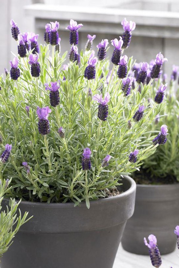 Set Of 5 French Lavender Plants from Gardening Express