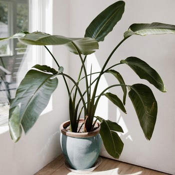 How & Why To Incorporate House Plants Into Your Space