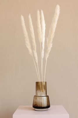 Small Ivory White Cortaderia Pampas Grass from Little Deer