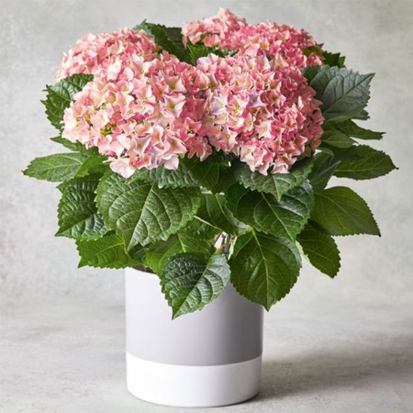Hydrangea Planter from Waitrose