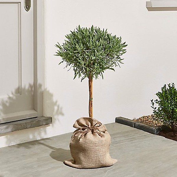 Garden Lavender Tree