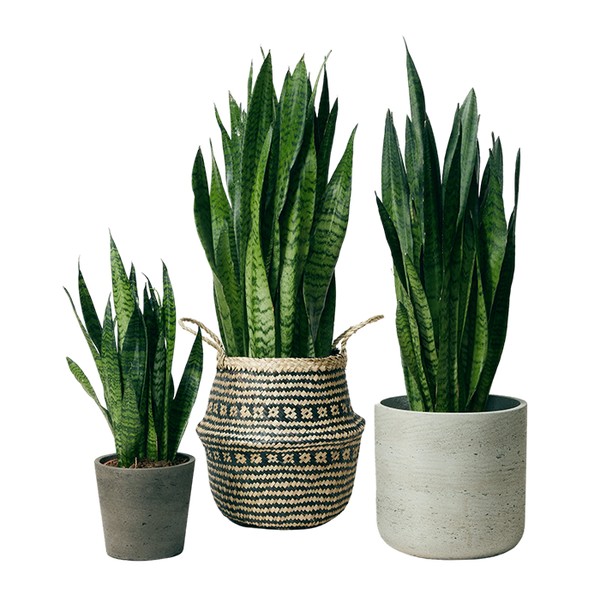 Snake Plant from The Stem