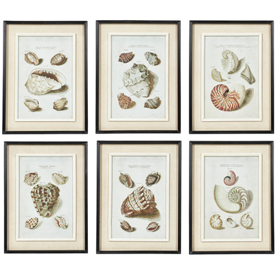 Seashell Framed Prints from Oka