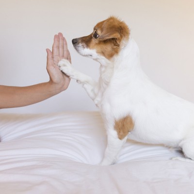 What You Need To Know About Getting A Pet