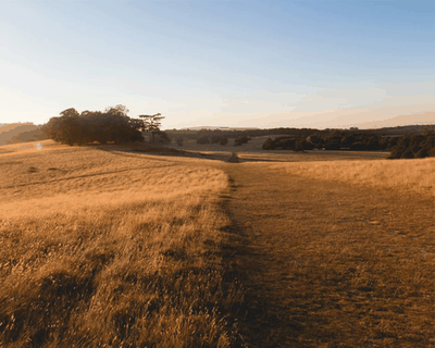 Petworth Park And Upperton Common