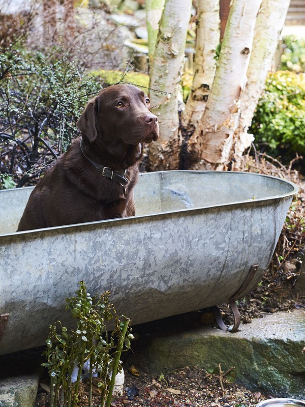 Dreamy Dog-Friendly Hotels In The UK