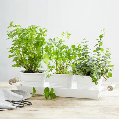 Bloomsbury Herb Pots With Tray