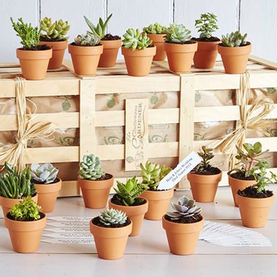 Personalised Succulents from The Gluttonous Gardener