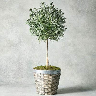 Potted Lavender Tree from Waitrose