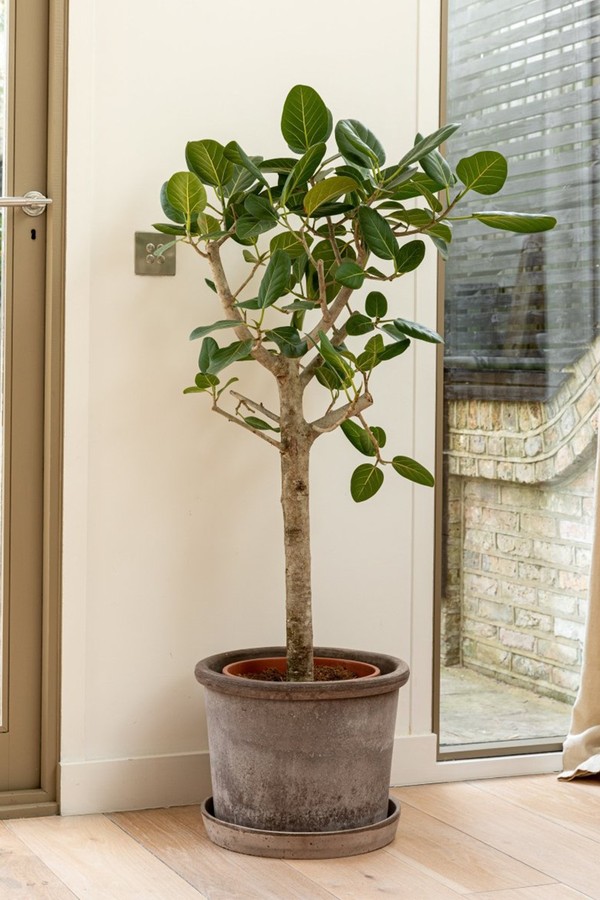 Bengal Fig Tree from Plant Drop