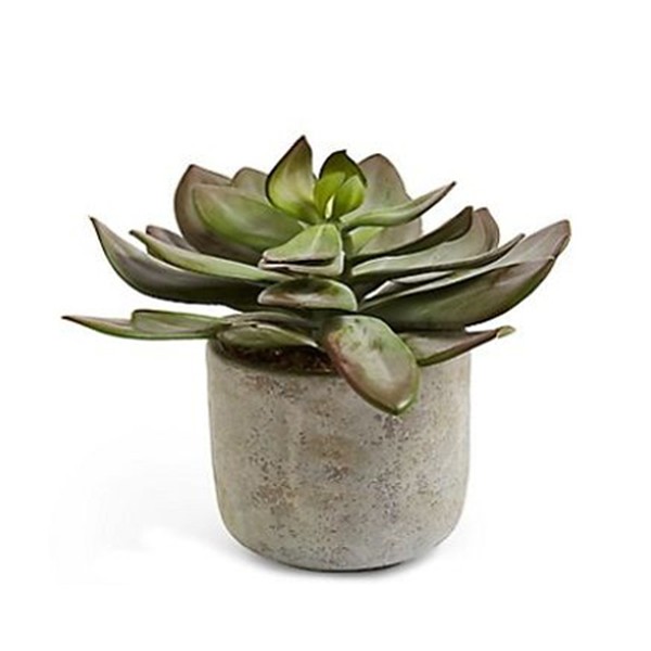  Echeveria in Ceramic Pot