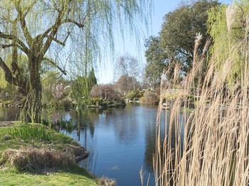 Regent's Park Queen Rose Garden