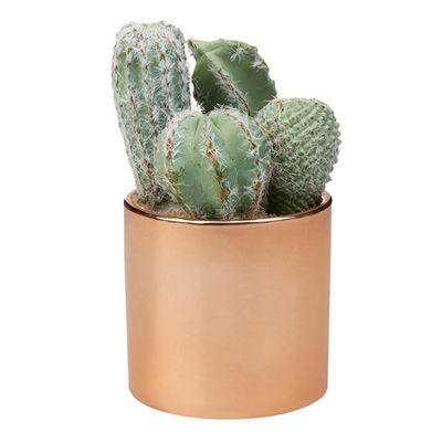 Cactus in Gold Pot from John Lewis & Partners