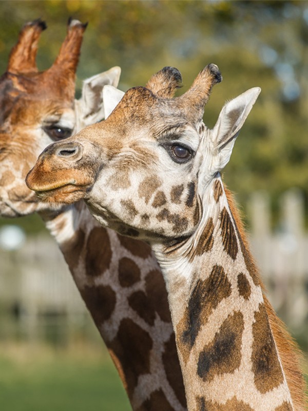 38 Family-Friendly UK Day Trips To Book Now