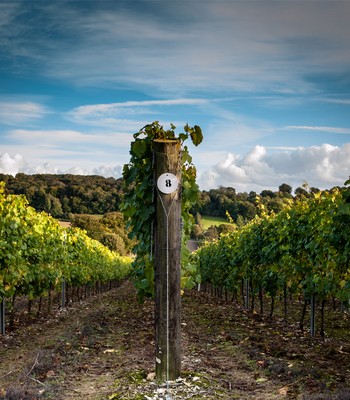 Hambledon Vineyard