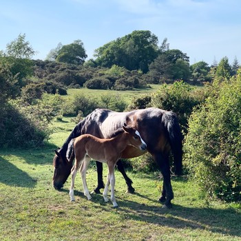 New Forest National Park