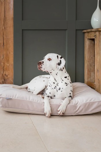 Dog Cushion from Lords & Labradors