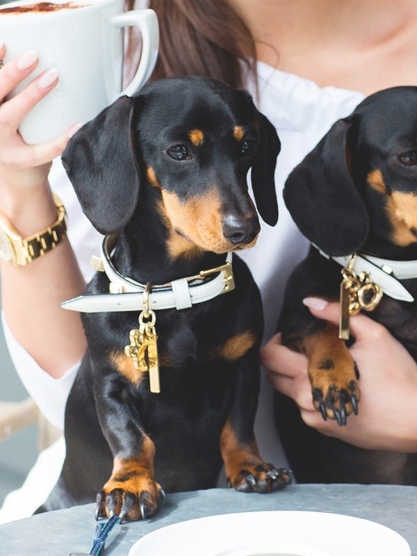 Can Having A Pet Make You A Better Person?