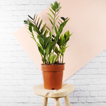 ZZ Plant, £13