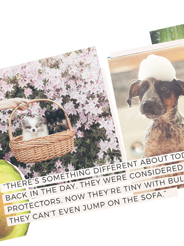 #MillennialProblems: Why Are We Treating Dogs Like Babies?