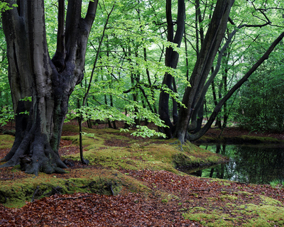 Epping Forest