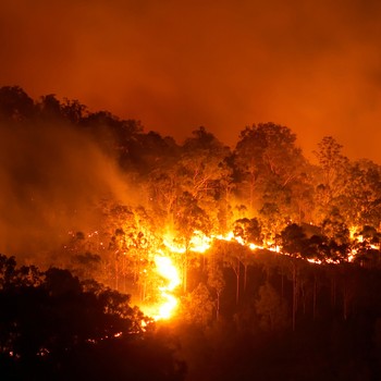 8 Ways To Donate To The Fight Against Australia's Bushfires