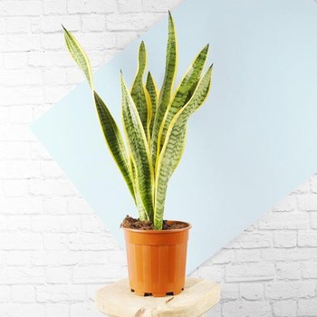 Snake Plant, £13.99