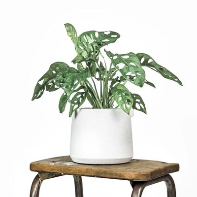 Monkey Mask Monstera from Leaf Envy