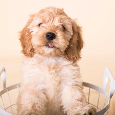 What You Should Know About Buying A Puppy