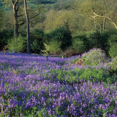 The Most Beautiful Places To See Bluebells Near London 