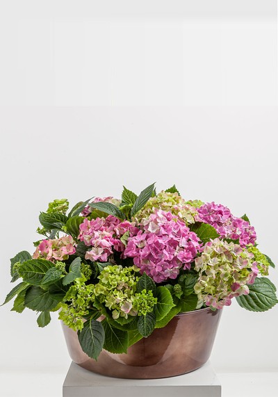 Hydrangea Planter