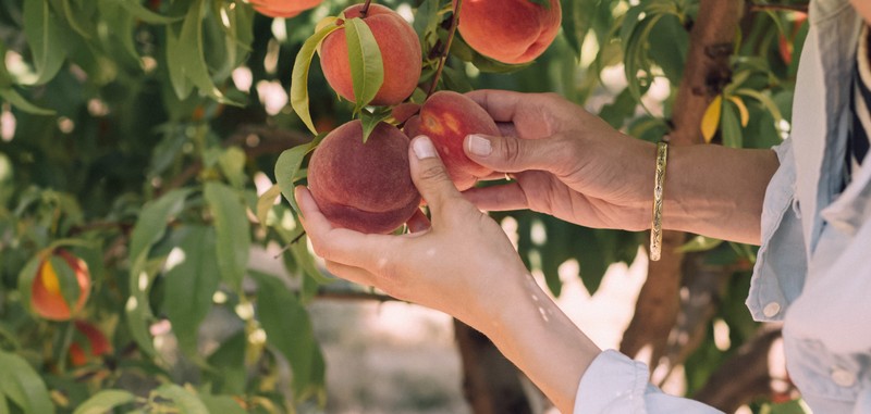 The Best Pick-Your-Own Farms Near London