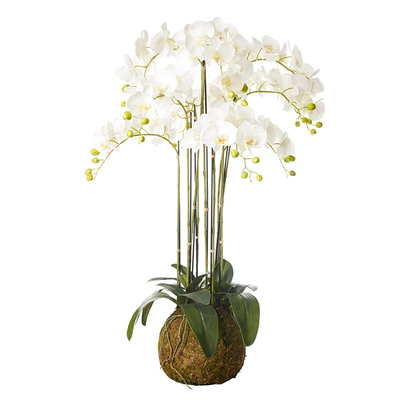 Faux Planted Phalaenopsis Orchid from Oka
